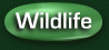 Paintings of wildlife (plants, wild animals, etc.)